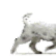 DogsofJune