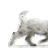 DogsofJune